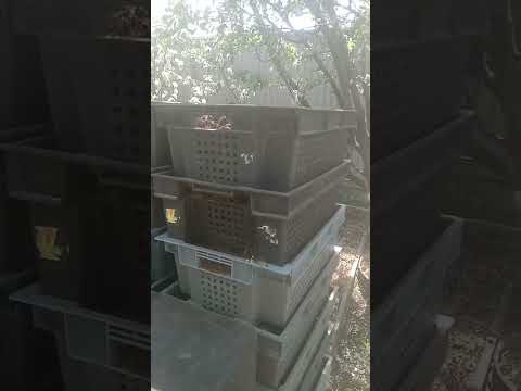 Видео: Корм из навоза всего за 6 дней! Заготовка на зиму.