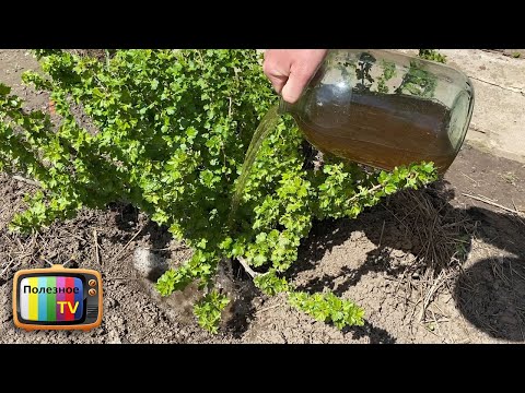 Видео: Лейте это под крыжовник весной не бойтесь! Ягода будет крупная и сладкая проверено!