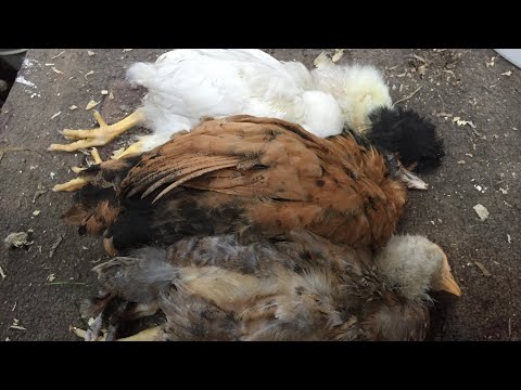 Видео: В чем причина потери молодых цыплят/ Падеж двух месячного молодняка/ Павловские курочки мрут