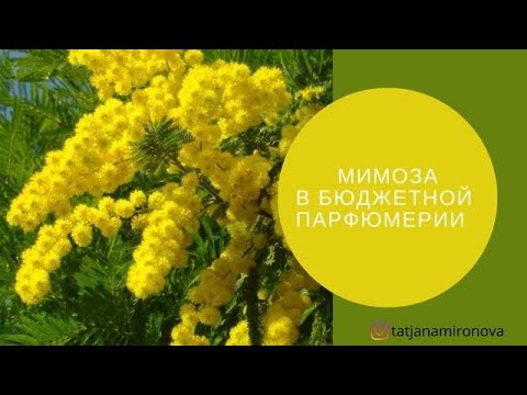 Видео: «Тревожные жёлтые цветы…» Мимоза в бюджетной парфюмерии.