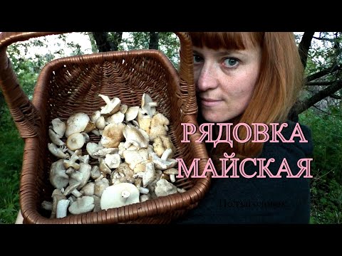 Видео: РЯДОВКА МАЙСКАЯ. Чем отличается Рядовка майская от Энтоломы садовой