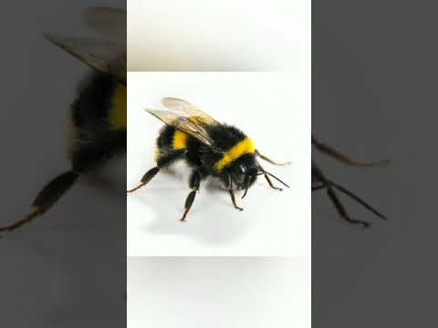 Видео: 🐝 "Розповідь про джмеля "🐝