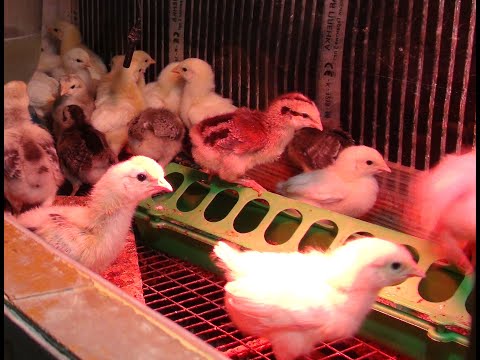 Видео: Спасаю цыплят, овечки, голуби, попугаи и куры.