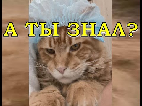 Видео: Как мыть МЕЙН-КУНА🐈🐈🐈? Первое купание 💦💦💦