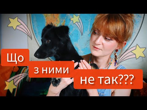 Видео: 🐕ПОРОДИСТІ СОБАКИ - в чому їхня проблема????