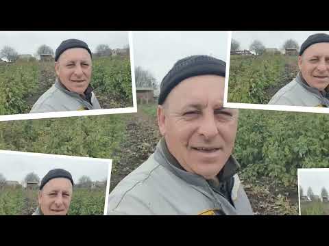 Видео: Комбайн Саньок і нова жатка.
