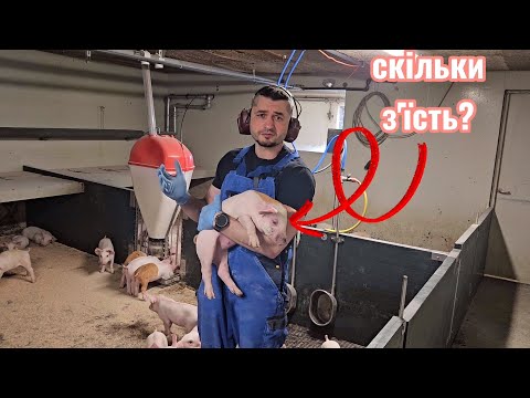 Видео: Формула Свинячого Росту: Витрати Корму Протягом 6 Місяців.