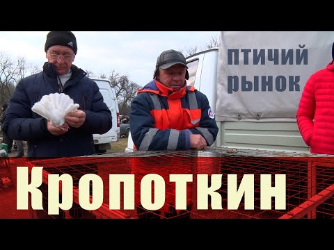 Видео: Птичий рынок. Кропоткин. [29.01.2023]