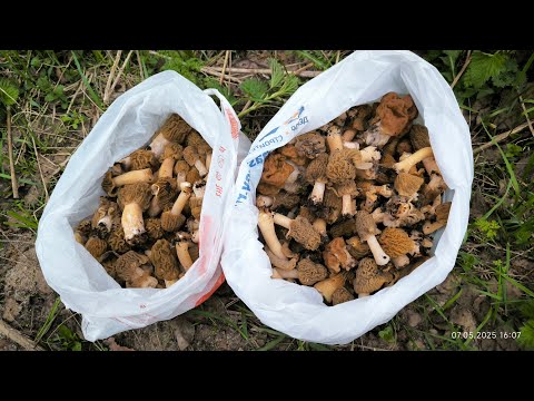 Видео: Сморчковые шапочки 07.05.2025