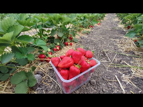 Видео: 🍓Новинка на нашем участке - клубника Сандра. Ранний сорт (КСД). 🍓