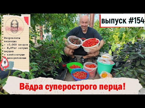 Видео: 154 Вёдра суперострых перцев! 15.09.2024