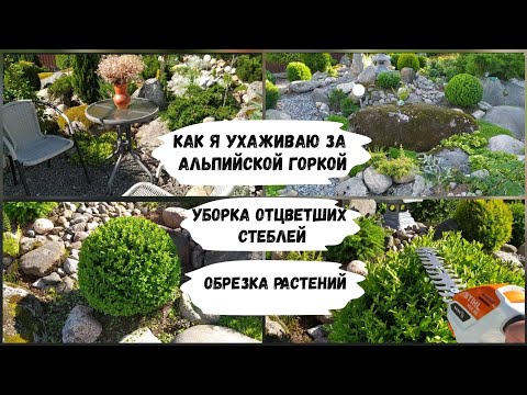 Видео: Как я ухаживаю за альпийской горкой.