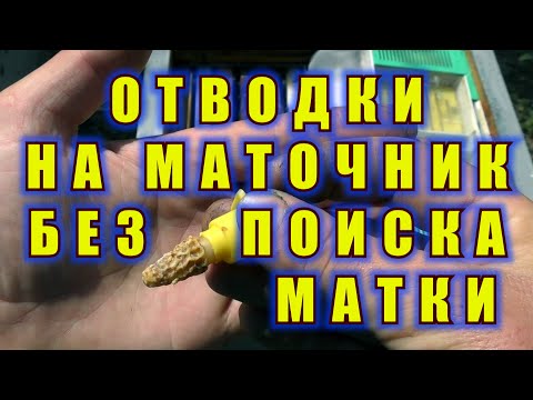 Видео: ОТВОДКИ НА МАТОЧНИК БЕЗ ПОИСКА МАТКИ.