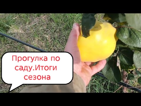 Видео: Подводим итоги сезона 2025года. Молодой сад!