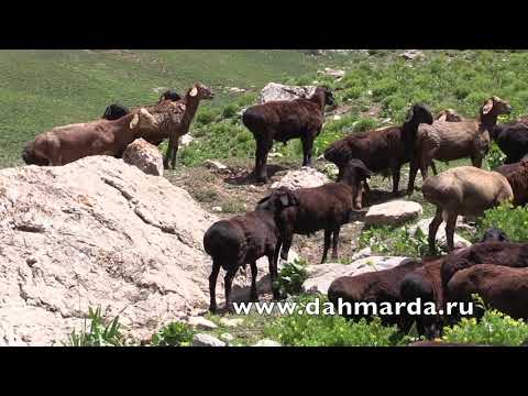 Видео: Кучкары Гиссарской породы весной 2018 года в горах