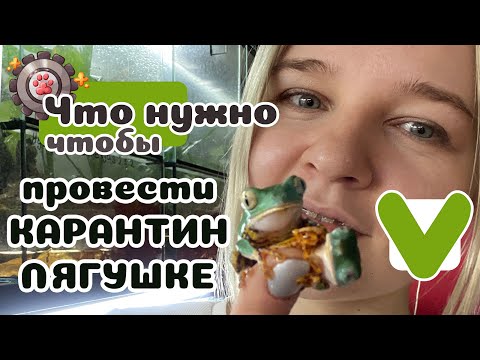 Видео: Новая лягушка? КАРАНТИН очень важен!