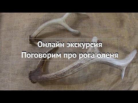 Видео: Онлайн экскурсия про рога (Оленья Ферма "Усадьба Судимиръ")