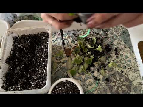 Видео: Осенние пересадки фиалок #фиалки #сенполии