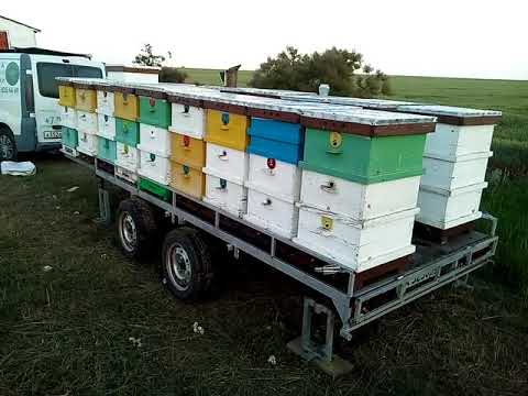 Видео: Кочевая пасека