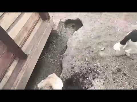 Видео: Хозяйственные дела понедельника.Приют ДРУГ ЖИВИ.Г.ОМСК