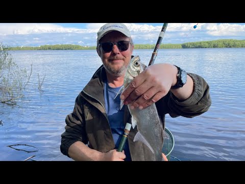 Видео: Ловля впроводку на Оке. Разнорыбица на поплавочную удочку.