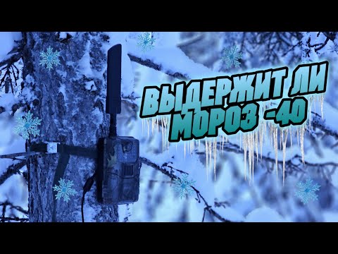 Видео: Как покажет себя новая фотоловушка HC900PRO в сильный мороз?