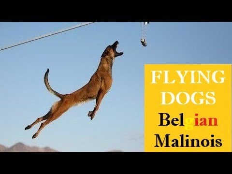 Видео: СУПЕРСИЛЬНАЯ СОБАКА ⭐️ ЭКСТРЕМАЛЬНЫЕ МАЛИНУА ⭐️ПРЫГАЮЩАЯ БЕЛЬГИЙСКАЯ ОВАШКА🔎 ПОДБОРКА И ФАКТЫ