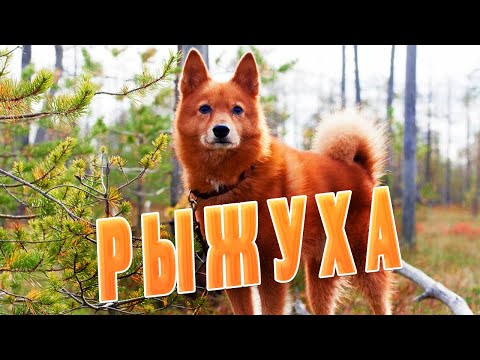 Видео: Охотник хотел пристрелить лайку, а вскоре был обязан ей жизнью!