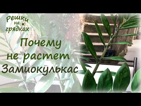 Видео: Почему Замиокулькас не растёт? 🌿 Правильный УХОД 👌🏻 Долларовое дерево 💵
