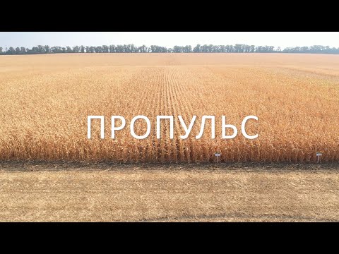 Видео: Гібрид кукурудзи Пропульс від DSV