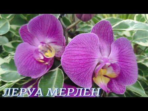 Видео: №936/ СВЕЖАЯ поставка ОРХИДЕЙ по 850р. в ЛЕРУА МЕРЛЕН