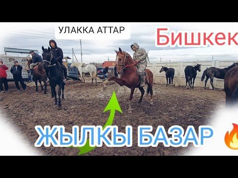 Видео: ЖЫЛКЫ БАЗАР ПРИГОРОДНЫЙ МАЛ БАЗАР ӨСПҮРҮМ ТАЙЛАР АРЗАН САТЫЛДЫ 9-НОЯБРЬ 2024ж