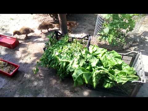 Видео: ВАЖЛИВО.!!   Для каченят ЦЕ НЕБЕЗПЕЧНО.