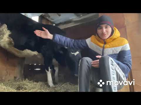 Видео: Кормление коровы перед отёлом.