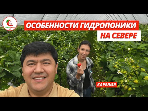 Видео: Малообъемная гидропоника в условия севера  Интервью с Ксенией