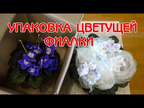 Видео: Упаковка цветущей фиалки для отправки по почте | Советы по уходу за фиалками | Мои фиалки #29