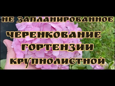 Видео: НЕ ЗАПЛАНИРОВАННОЕ ЧЕРЕНКОВАНИЕ ГОРТЕНЗИИ КРУПНОЛИСТНОЙ!!! 100%результат!