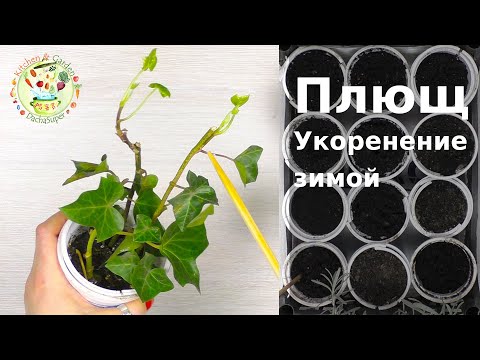 Видео: Плющ. Зимнее укоренение