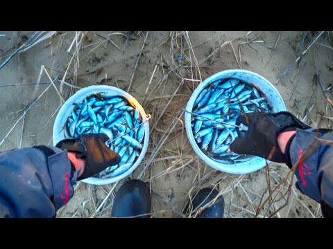 Видео: КАТАСТРОФА!!! СПАСАЕМ РЫБУ ВЕДРАМИ! Замор рыбы в Волге. Тольятти, Муравьиные острова.