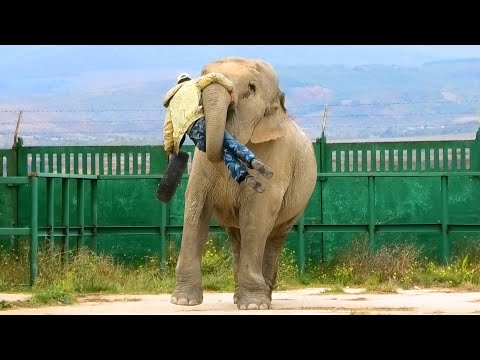 Видео: Виктор играет со СЛОНИХОЙ в ФУТБОЛ! А она играет ВИКТОРОМ 😁 Keeper plays football with the elephant!