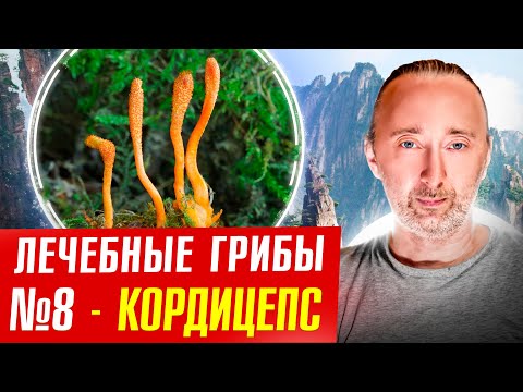 Видео: Гриб Кордицепс лечит: сердце, почки, рак, печень, инфекции..