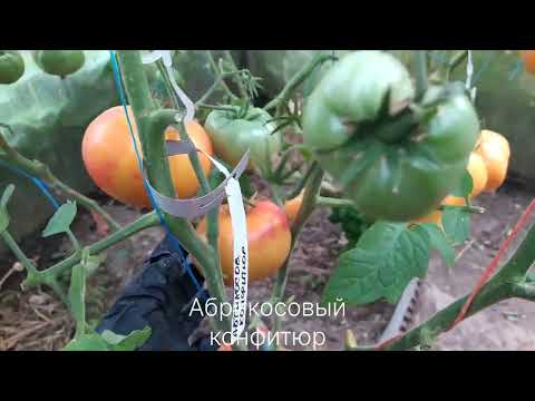 Видео: Обзор ТОМАТОВ Софии Сааковой 25 июля 2025 ШИКАРНЫЕ СОРТА! 