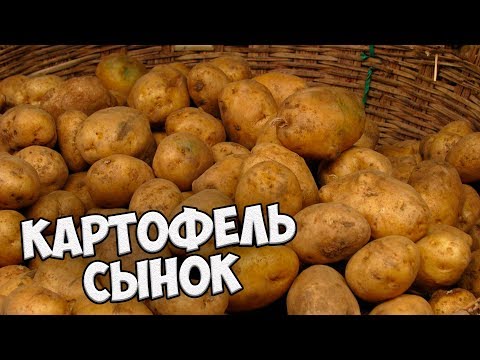 Видео: Самые вкусные сорта картофеля 🌟 Картофель СЫНОК 🌟 Обзор hitsadTV