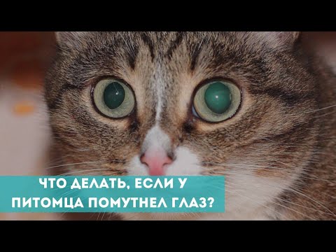Видео: Что делать, если у питомца помутнел глаз?