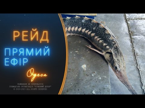 Видео: Прямий ефір, рейд на браконьєрів!
