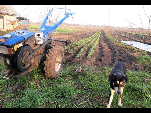 Видео: Як там часник 2022? Внесення азоту. Культивація міжрять. Гербіцидний захист.