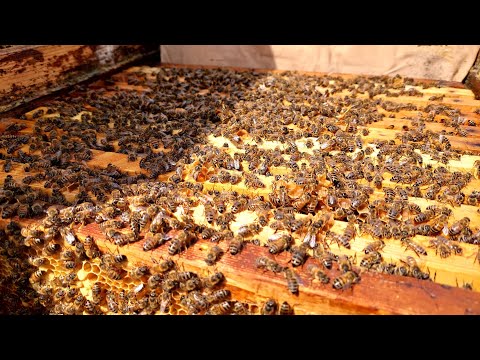 Видео: Результат шаленого розвитку сімей.Як розширювати гніздо весною. Огляд минулорічних відводків карніки