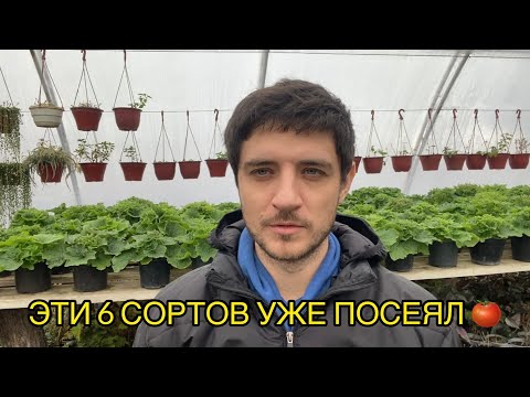 Видео: Когда сеять семена томатов. Точные сроки для раннего урожая. Февраль 2025. Начинаем сезон.