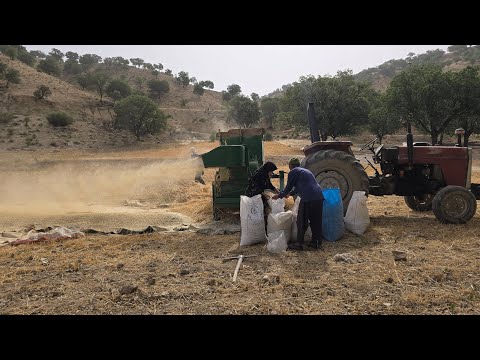 Видео: Тяжёлая, но романтическая жизнь | День из жизни старика и его жены на ячменной ферме