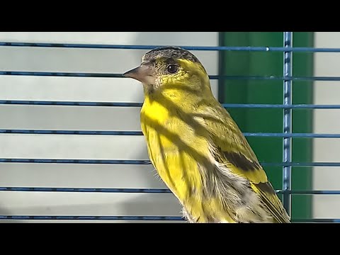 Видео: #Содержание_чижа(часть 2)